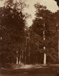 Metsä Saint-Cloud