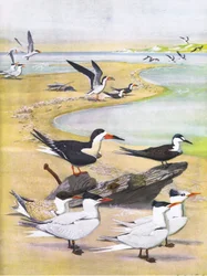 Kuvitus teoksesta The Natural History of American Birds of Eastern and Central Nort America pub. by Bramhall House c.1970.
