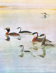 Kuvitus teoksesta The Natural History of American Birds of Eastern and Central North America, julkaisija Bramhall House, noin 1970