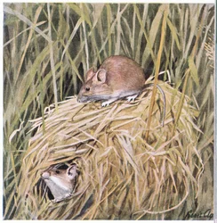 Western Harvest Mouse elää ja lisääntyy ruohopesässä