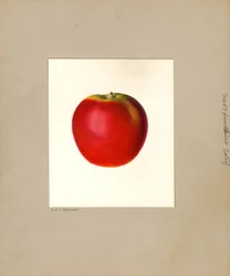 Omena (Malus domestica: nro 57) (vesiväri)