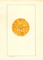 Appelsiini (Citrus sinensis) (vesiväri)