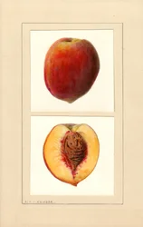 Persikat (Prunus persica: numero 10) (akvarelli)