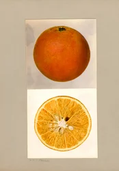 Ananas Appelsiini (Citrus sinensis)