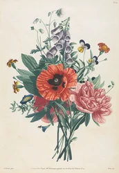 Kokoelma luonnon mukaan maalattuja kukkia ja hedelmiä: Foxglove-kimppu, Clematis..., 1805.