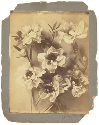 Tiffany Studios, n. 1898-1920 (valokuva mustavalkoinen)
