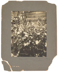 Tiffany Studios, n. 1898-1920 (valokuva mustavalkoinen)
