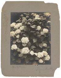 Tiffany Studios, n. 1898-1920 (valokuva mustavalkoinen)