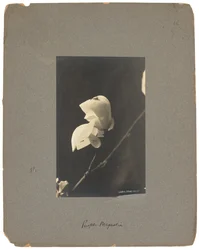 Tiffany Studios, n. 1898-1920 (valokuva mustavalkoinen)