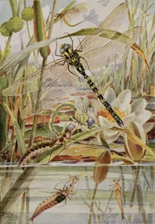Dragonfly and Mayfly, kuvitus William J. Claxtonin teoksesta "Stories of Insect Life"