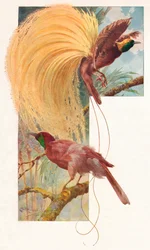 Suuret paratiisin linnut, 1910, 1911