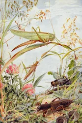 Musical Insects, kuvitus William J. Claxtonin teoksesta "Stories of Insect Life"