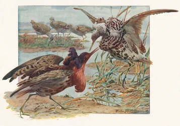 Ruffs and Reeves, 1910, 1911