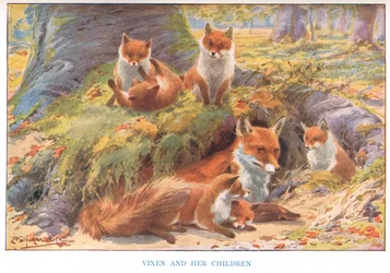 Vixen ja hänen lapsensa, kuvitus elokuvasta "Maan tavat ja maapäivät" (värilitho)