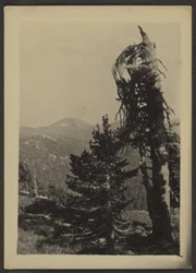 [Abe Lincoln Peak]