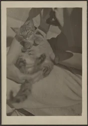 [Cat]
