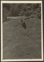 [Chipmonk on Trail]
