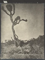 Notkea ja sulava - Dancing Joshua