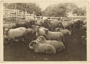 [Lammas karsinassa]
