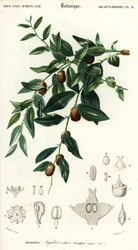 Kiinalainen taateli tai jujube, Ziziphus jujuba. ,1849 (kaiverrus)