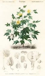Puuvillakasvi, Gossypium barbadense., 1849 (kaiverrus)