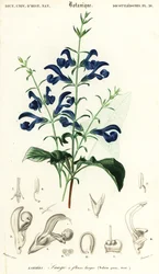 Gentiaanisalvia tai levityssalvia, Salvia patens., 1849 (kaiverrus)