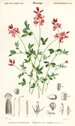 Indigokasvi, Indigofera makuuasennossa. , 1849 (kaiverrus)