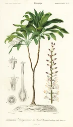 Palmu lilja, Cordyline fruticosa., 1849 (kaiverrus)