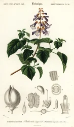 Prinsessapuu, keisarinnapuu tai kettupuu, Paulownia tomentos, 1849 (kaiverrus)