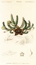 Tähtikukka, Orbea variegata., 1849 (kaiverrus)