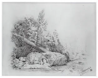 Fallen Tree, Keene Valley, 25. heinäkuuta 1883.