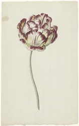 Tulppaani