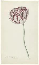 Tulppaani