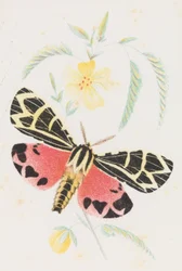 Arctia Neitsyt, 1862
