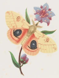 Rikinkeltainen riikinkukkokehrääjä, 1862.
