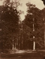 Metsä Saint-Cloudissa