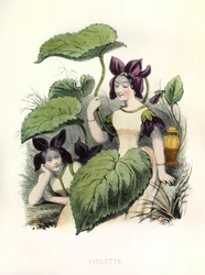 Allegories , la Violette