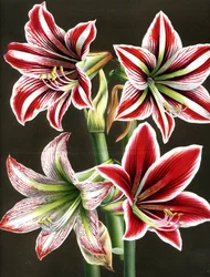 AMARYLLIS HIPPEASTRA (kaiverrus)