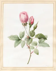Vaaleanpunainen ruusu ja silmut, 1826 (wc jossa hieman vartaloväriä perunakalvolla)
