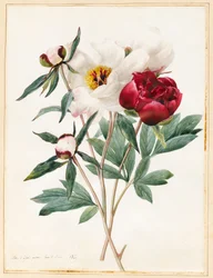 Punaiset ja valkoiset ruohomaiset paeonies, 1829 (wc jossa hieman vartaloväriä velumissa)