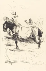 Reitpferd (ratsastushevonen)
