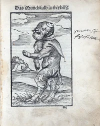 Freibergin munkkivasikka (Das Moenchkalb zu Freiberg), kirjoittanut Cranach, Lucas, vanhempi (1472-1553). puupiirros