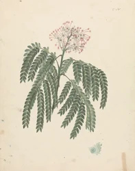 Albizia gummifera (J.F.Gmel.) C.A. Sm. (Gummy Albizia Tree): valmis piirros, jossa on pieniä vaihteluita kukintapäässä