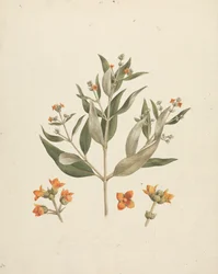 Avicennia marina (Forssk.) Vierh. (White Mangrove): valmis piirros kukkivasta versosta kukkien yksityiskohdilla