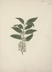 Tarina Edulis Forsk. (Khat): Valmis piirustus