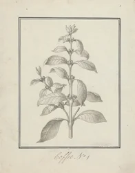 Coffea arabica L. (Arabica Coffee): valmis piirros vehreästä versosta ja marjoista
