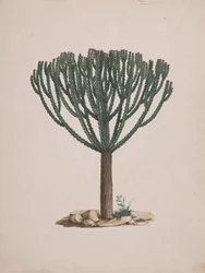 Euphorbia abyssinica J.F. Gmel. (Ethiopian Tree-Spurge): valmis piirros puun tavasta