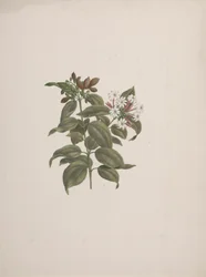 Jasminum dichotomum Vahl (afrikkalainen jasminum): valmis piirros