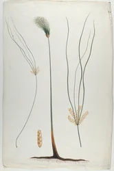 Papyrus (kasvin ja juuren yksityiskohta), James "Abyssinian" Brucen (1730-94) mukaan