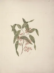 Rhus? retinorrhoea Oliver: valmis piirros